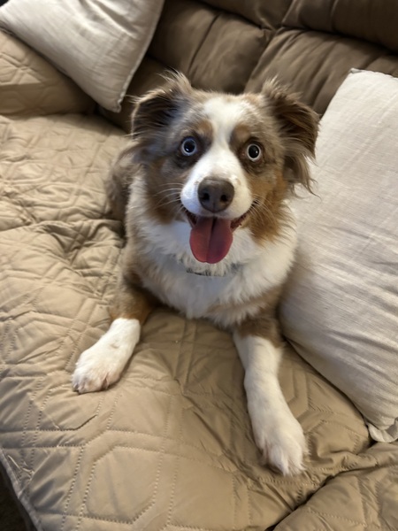 Entry image for Josie . Clicking this image will show a larger photo