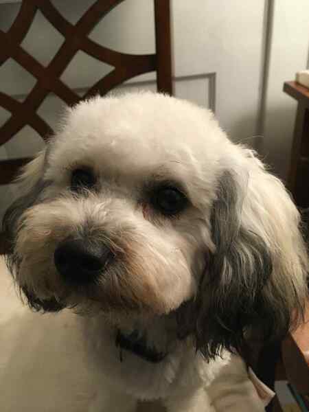 Entry image for Lulu. Clicking this image will show a larger photo