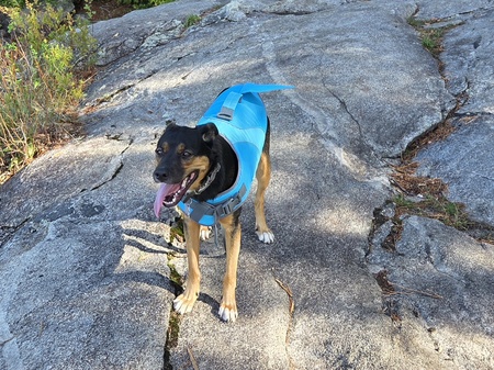 Entry image for Trixie. Clicking this image will show a larger photo