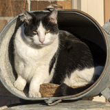 Entry image for Tucker
