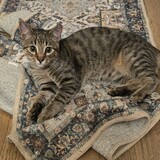 Entry image for Peanut