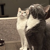 Entry image for Gracie and Possom
