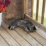 Entry image for Gus