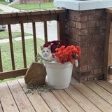 Entry image for Peaches