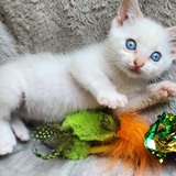 Entry image for Oliver