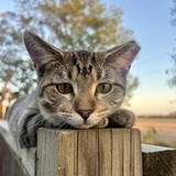 Entry image for Miss Molly