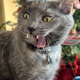 Entry image for Luna