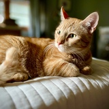 Entry image for Furrgus