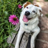 Entry image for Benny