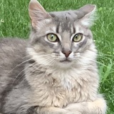 Entry image for Graycie 