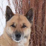 Entry image for Flynn