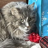 Entry image for Mittens