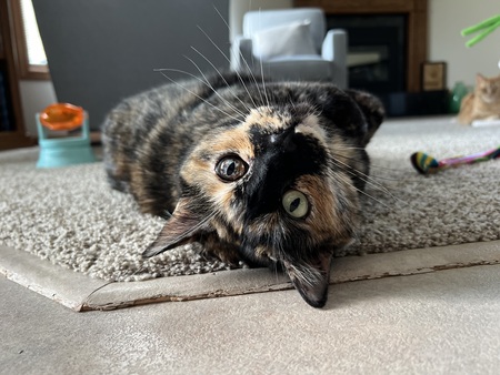 Entry image for Mia. Clicking this image will show a larger photo