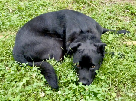 Entry image for Selkie. Clicking this image will show a larger photo
