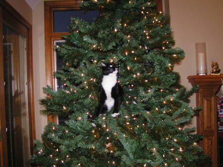 Entry image for Felix. Clicking this image will show a larger photo