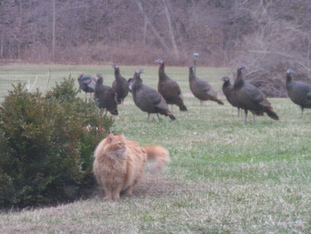 Entry image for Lucy. Clicking this image will show a larger photo