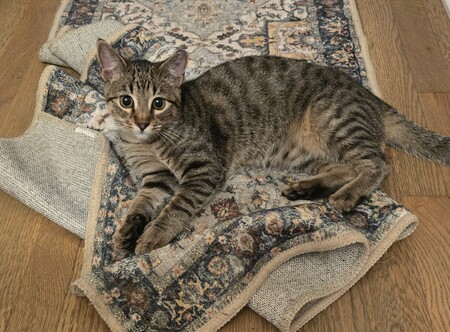 Entry image for Peanut. Clicking this image will show a larger photo