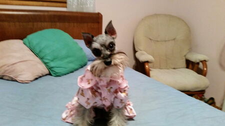Entry image for Princess. Clicking this image will show a larger photo