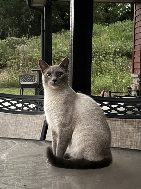 Entry image for Kitter (aka Cream Puff). Clicking this image will show a larger photo