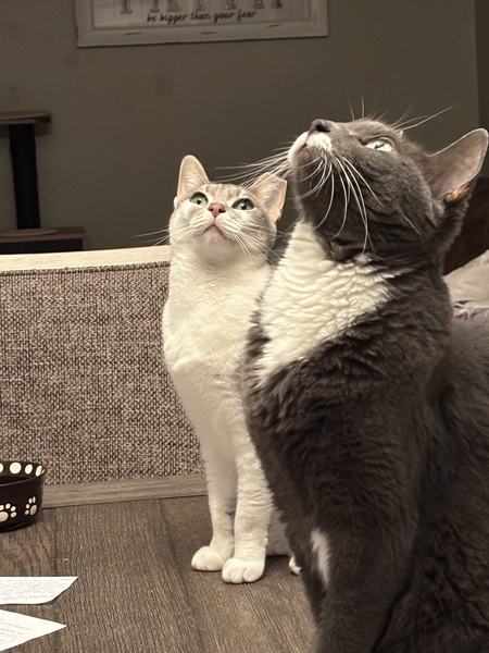 Entry image for Gracie and Possom. Clicking this image will show a larger photo