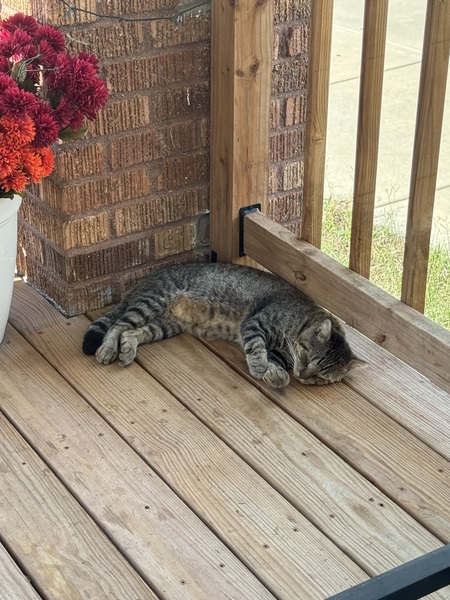 Entry image for Gus. Clicking this image will show a larger photo