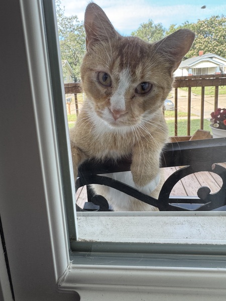 Entry image for Cheeto. Clicking this image will show a larger photo