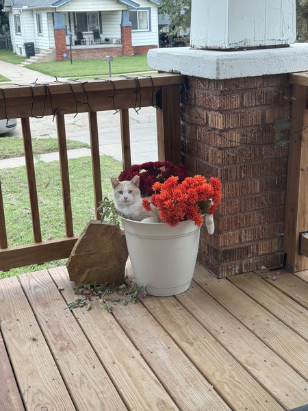 Entry image for Peaches. Clicking this image will show a larger photo