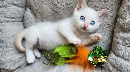 Entry image for Oliver. Clicking this image will show a larger photo