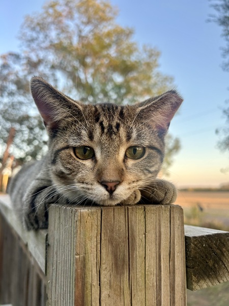 Entry image for Miss Molly. Clicking this image will show a larger photo