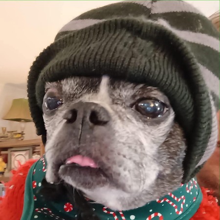 Entry image for Maggie Moo. Clicking this image will show a larger photo