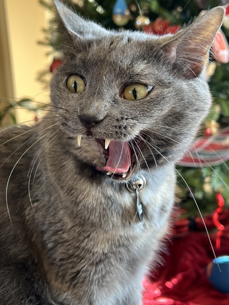 Entry image for Luna. Clicking this image will show a larger photo