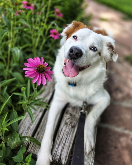 Entry image for Benny. Clicking this image will show a larger photo