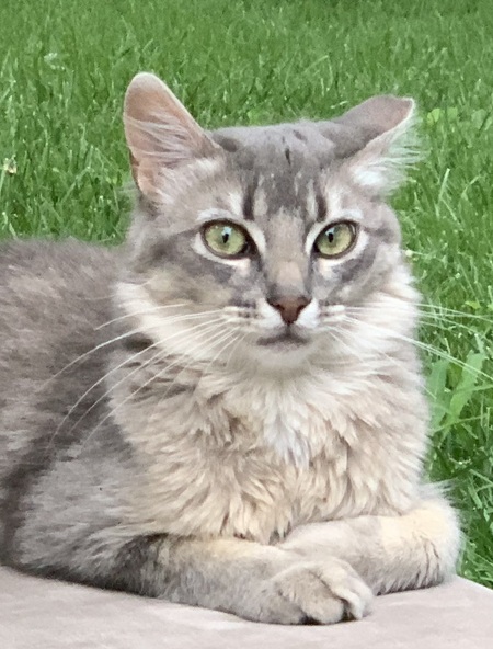 Entry image for Graycie . Clicking this image will show a larger photo