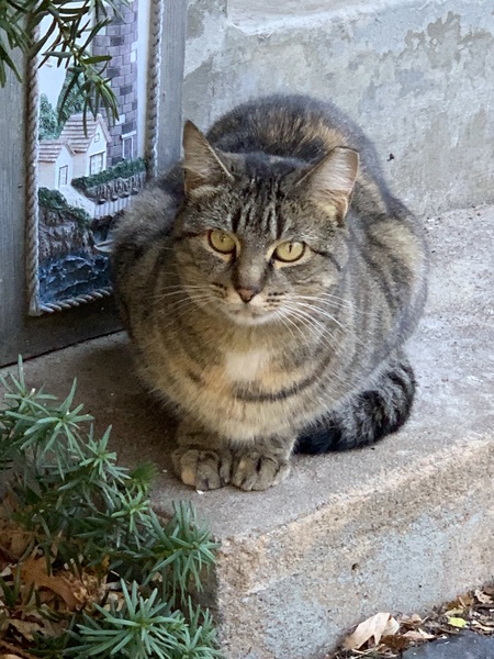 Entry image for Katie Jean . Clicking this image will show a larger photo