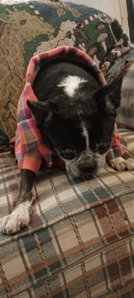 Entry image for Maggie Moo. Clicking this image will show a larger photo