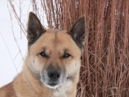 Entry image for Flynn. Clicking this image will show a larger photo