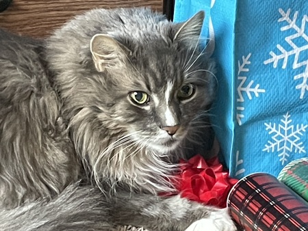 Entry image for Mittens. Clicking this image will show a larger photo