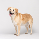 Entry image for Lulu