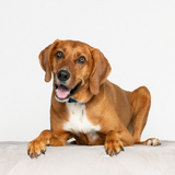 Entry image for Wally