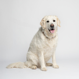 Entry image for Charley