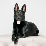 Entry image for Sadie 