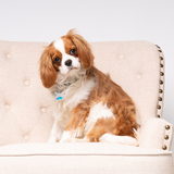 Entry image for Biscuit