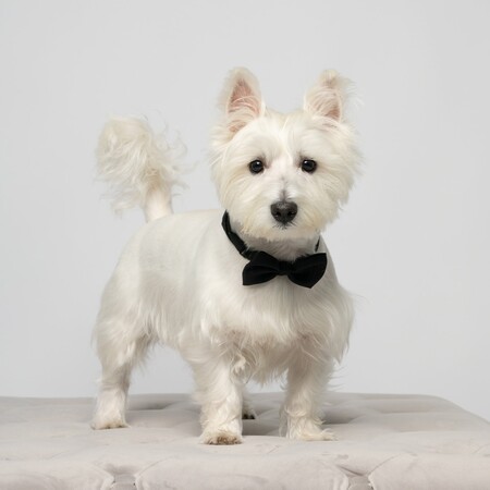 Entry image for Teddy. Clicking this image will show a larger photo