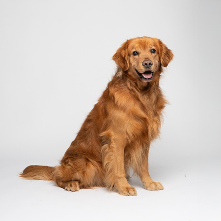 Entry image for Finn. Clicking this image will show a larger photo