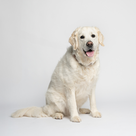 Entry image for Charley. Clicking this image will show a larger photo