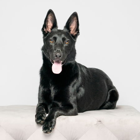 Entry image for Sadie . Clicking this image will show a larger photo