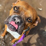 Entry image for Lucy (ABR Valencia)