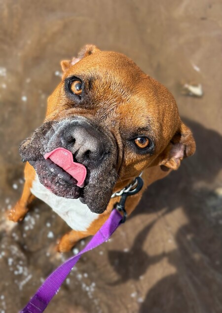 Entry image for Lucy (ABR Valencia). Clicking this image will show a larger photo