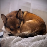 Entry image for Macchi (short for caramel macchiato)