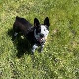 Entry image for Maggie